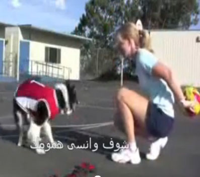 كلب لاعب كرة سلة