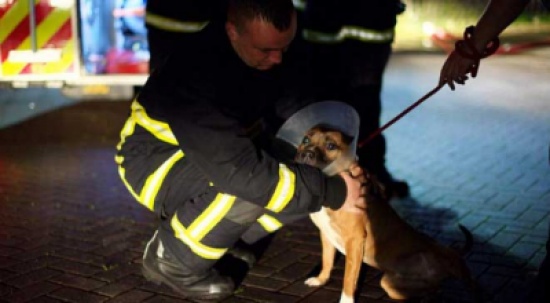 مليون جنيه إسترليني حصيلة تبرعات لكلاب نجوا من الحرق