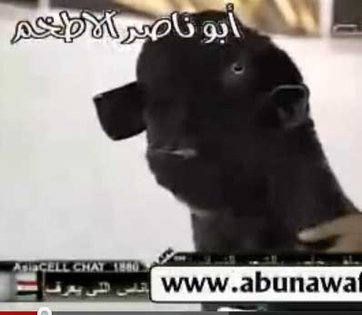 تيس بمية ألف ريال !!!