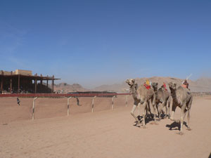 انطلاق فعاليات مهرجان الشيخ زايد الرابع للهجن في وادي رم  ( صور )