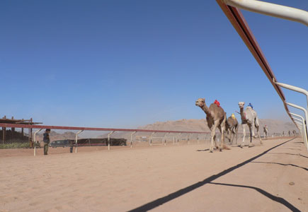 اختتام مهرجان الشيخ زايد الرابع لسباقات الهجن في الأردن (صور)