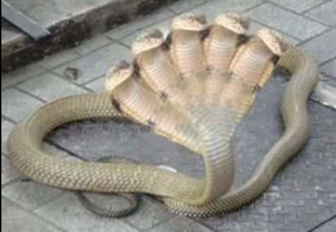 افعى 5 رؤوس