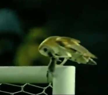 اصطياد فار بالملعب
