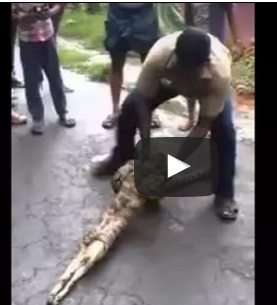 شاهد.. هندي يجبر ثعبانا على التقيؤ ويخرج من بطنه ماعز