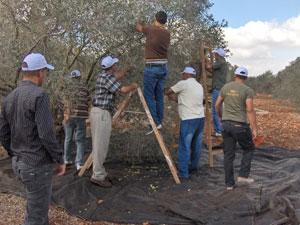 حملة تطوعية لقطف ثمار الزيتون في السلط  