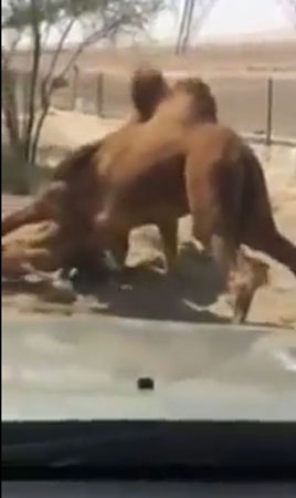 صراع حاد بين جملين