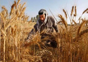زراعة اربد تدعو لزراعة القمح والشعير  