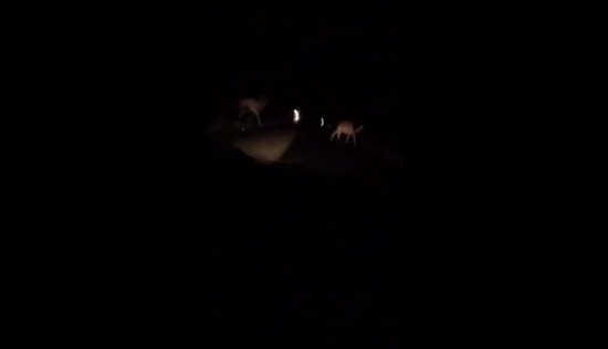 بالفيديو - سعوديون ينجون من الموت بسبب الجمال السائبة بالفيديو - سعوديون ينجون من الموت بسبب الجمال السائبة