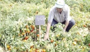 مزارعو الرمثا يشكون اضرار الصقيع 