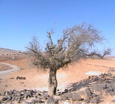 غابات الطفيلة وضانا تتعرض لخطر التحطيب والجفاف غابات الطفيلة وضانا تتعرض لخطر التحطيب والجفاف