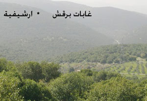 وزير زراعة أسبق يوافق على إزالة 2200 شجرة في (برقش) وزير زراعة أسبق يوافق على إزالة 2200 شجرة في (برقش)