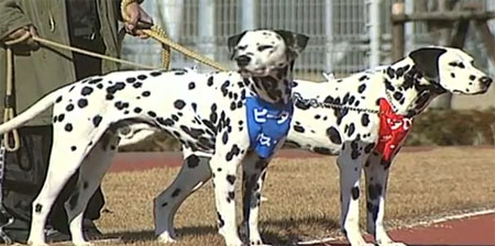 سباق الكلاب