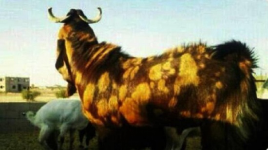 في صفقة غير مسبوقة بالسعودية.. "تيس" بـ13 مليون ريال