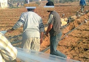 اضراب للعاملين بالمشروعات الزراعية في الطفيلة  