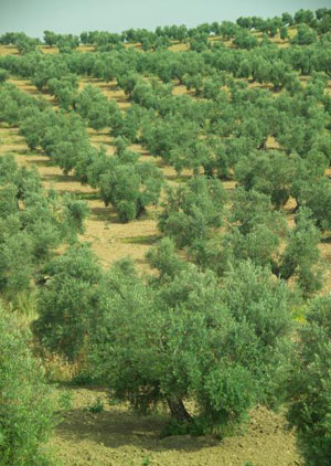 الزراعة تعتزم توزيع 32 الف غرسة زيتون على الدوائر والجمعيات 