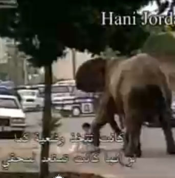 فيل هائج يهاجم الناس