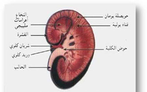 مرضى الكلى في عجلون يعتصمون إحتجاجا على عدم وجود طبيب مختص
