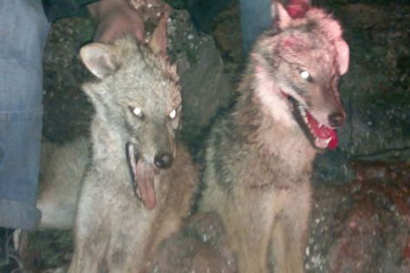 عجلون: اقتناص حيوانين مفترسين هاجما السكان في رأس منيف (صور)