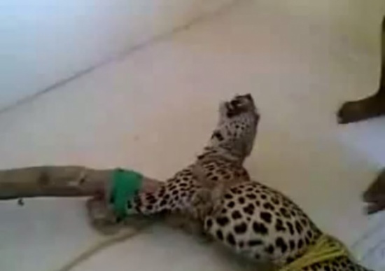 شاهد.. يمني يصطاد فهد ويقيده بالحبال