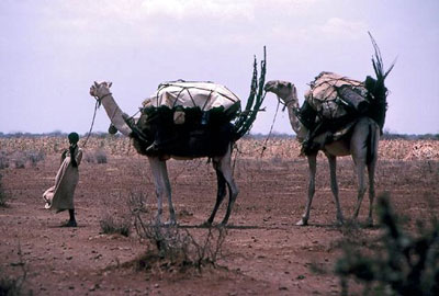 لجوء 103 الاف صومالي واثيوبي الى اليمن العام الماضي