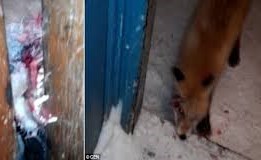 بالفيديو.. ثعلب يهاجم رجلاً داخل منزله على طريقة الـ"زومبي"