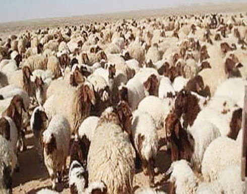الزراعة : 442 الف راس من الخراف البلدية متوفرة في رمضان