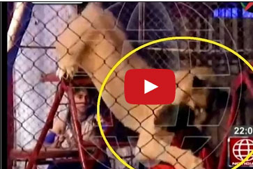 أسد سيرك يهاجم سيدة من الجمهور