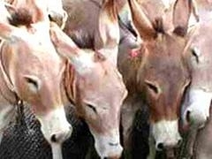 فــي بريطانيا  "سجق السلامي " من لحــم الحميــر !!