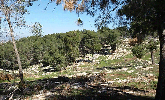 الكورة تحدد المناطق الحرجية للرعي الكورة تحدد المناطق الحرجية للرعي