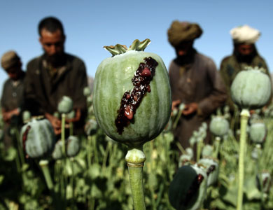 تقرير أمريكي يحذر من تحول افغانستان إلى دولة جريمة ومخدرات