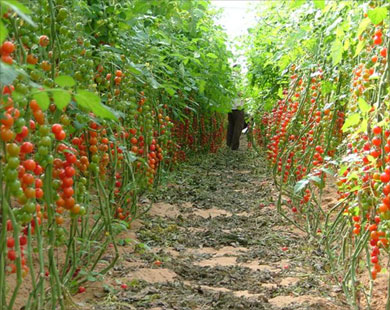 401 مليون دولارخسائرالقطاع الزراعي في جراء العدوان الاسرائيلي