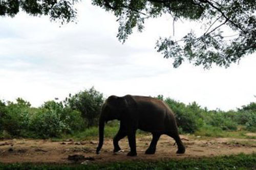 أول فيل يحظى بعدسة لاصقة بعد إصابته في عينه أثناء اللهو