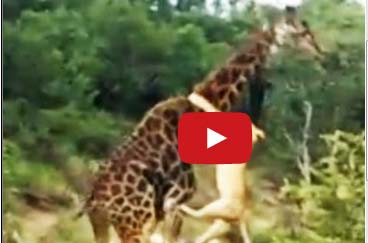 أسد يقفز على رقبة زرافة ويسقطها