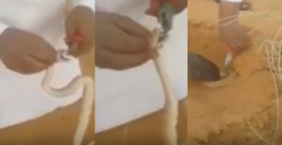 شاهد.. سعودي يقتلع أسنان ثعبان ثم يلصق فمه بمادة لاصقة