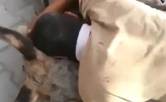 مشهد مؤثر : عراقي يبكي على حماره الذي فقده بتفجيرات بغداد ( فيديو ) مشهد مؤثر : عراقي يبكي على حماره الذي فقده بتفجيرات بغداد ( فيديو )