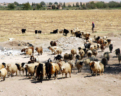 تحصين 67 الف راس من الثروة الحيوانية ضد الامراض المعدية بالمفرق  