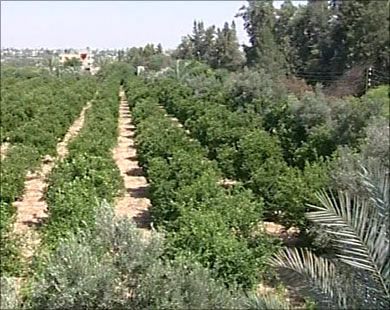 عدم تطبيق النمط الزراعي يلحق خسائر متتالية بالمزارعين 