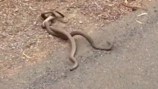 شاهد.. معركة دامية بين ثعبانين من أجل أنثى