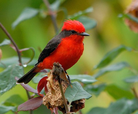 يقتل صديقه بسبب خلاف على.. عصفور