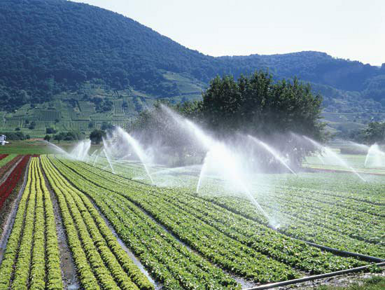 تقرير اممي: العرب يستهلكون 90 % من مياههم بالزراعة ويستوردون نصف اغذيتهم 