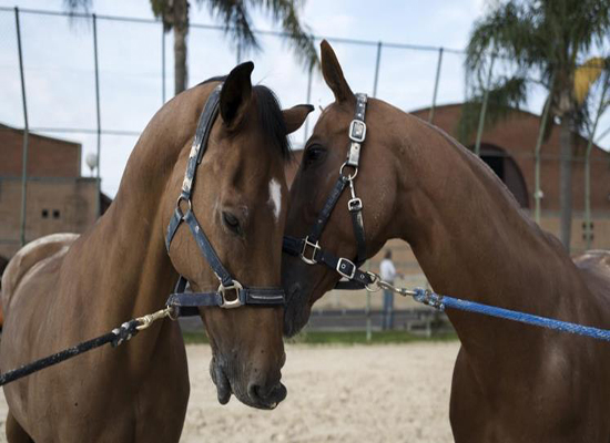 الخيل يمكن أن تتعلم التواصل مع البشر الخيل يمكن أن تتعلم التواصل مع البشر