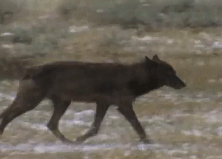 الذئب المفترس