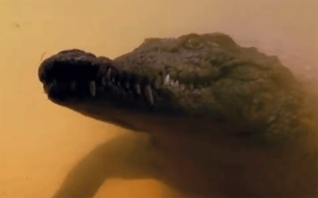 التمساح المتوحش