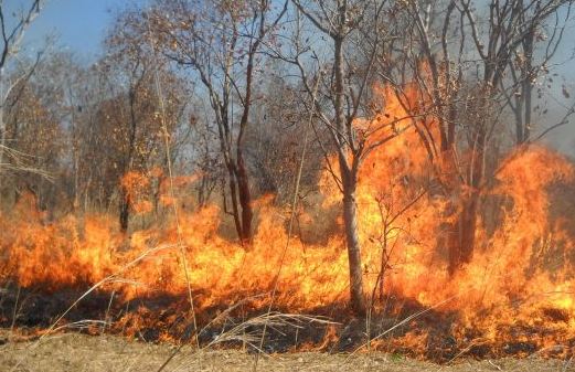 حملات التوعية خفضت من حرائق الغابات بعجلون