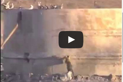 نسر يهاجم قطة لأجل حمامة