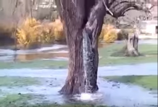 فيديو| شجرة تدر الماء بشكل كثيف!
