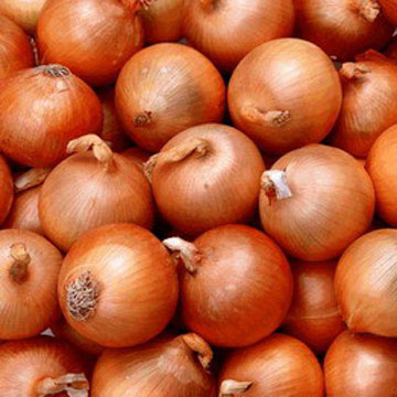 الزراعة تمنع استيراد البصل الا بعد الحصول على تصريح مسبق 