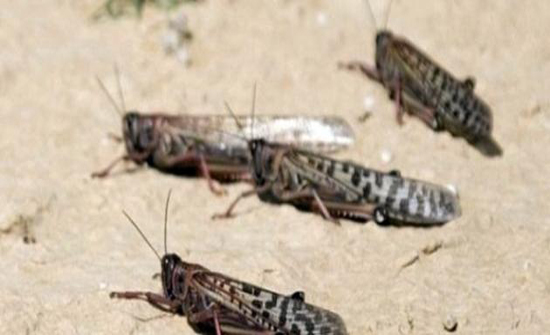 بدء عمليات مكافحة الجراد في البرة وعابور الزراعية بالطفيلة