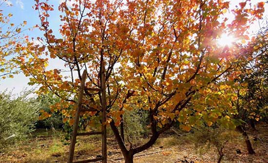 الثلاثاء: أجواء خريفية لطيفة نهارا وباردة نسبياً ليلا