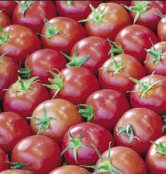 وزارة الزراعة تراقب ارتفاع اسعار البندورة  